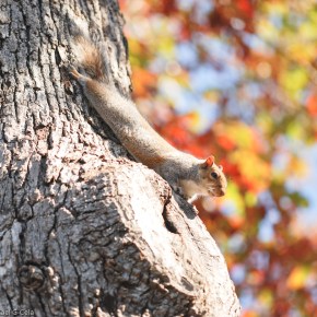 Squirrel relax time