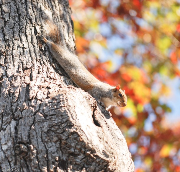  Squirrel relax time
