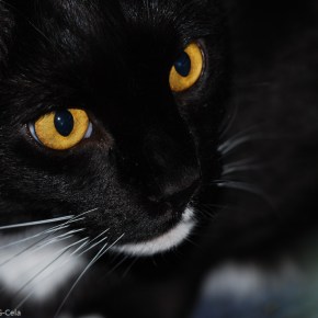 Yellow Eyes