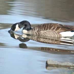 Canada Goose