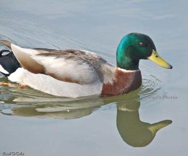 Mallard Duck