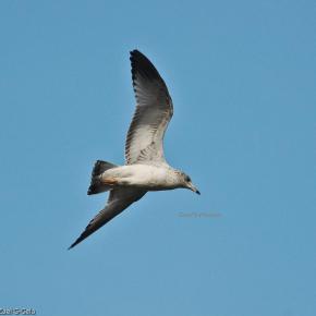 Ring-bill Gull