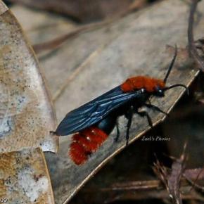 Velvet Ant