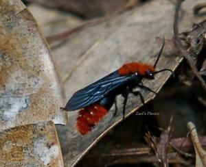  Velvet Ant 