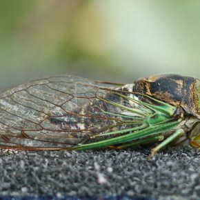 Cicada