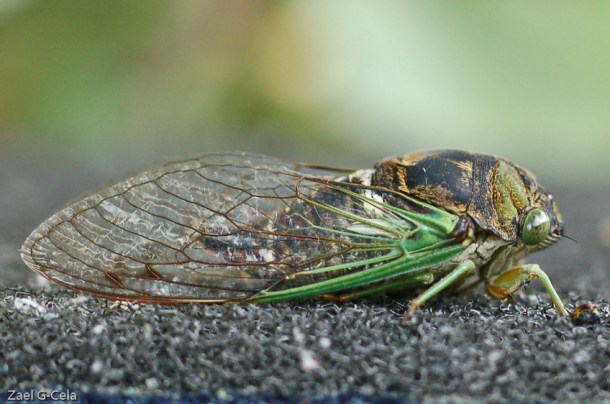 Cicada