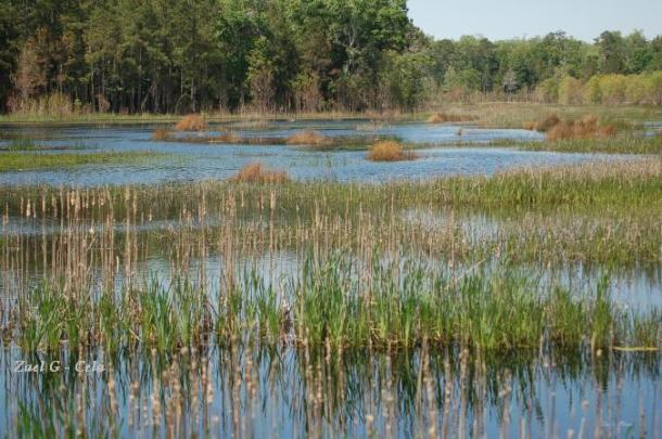 Swamp at caw caw SC
