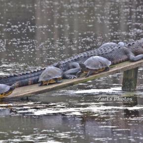 Alligator & turtles