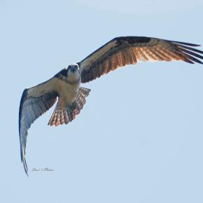 Osprey