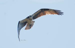 Osprey