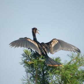Anhinga