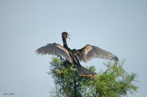 Anhinga