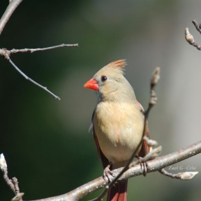 Northerm Cardinal