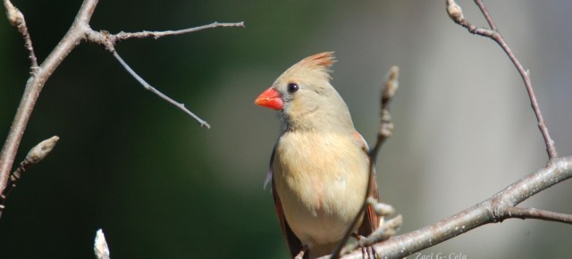Cardinal, female