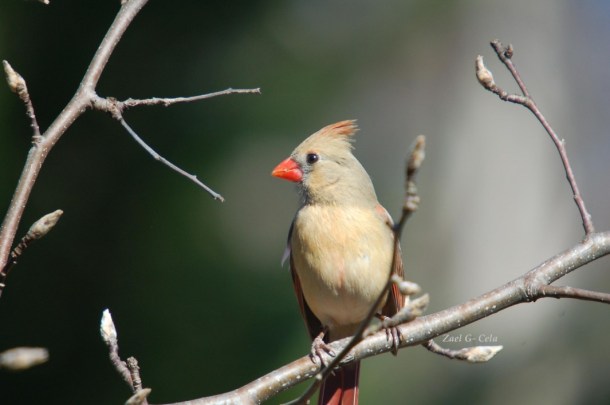 Cardinal, female