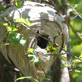 Wasp Nest