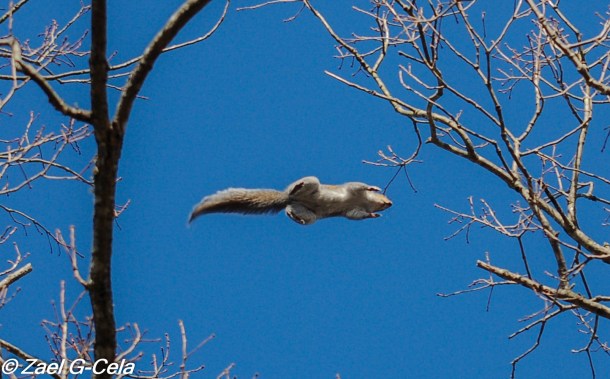 Jumping Squirrel